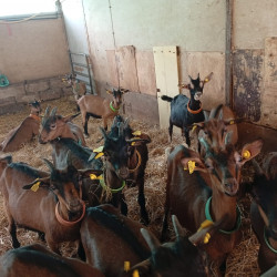 Vente - Chèvres Chevrettes