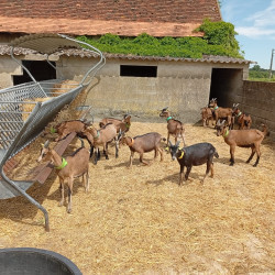 Vente - Boucs Chevreaux