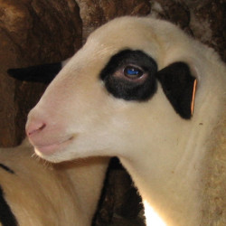 Vente - Brebis Agnelles