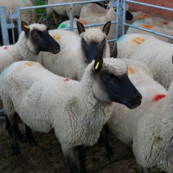 Vente - Brebis Agnelles