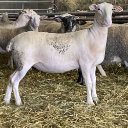 Vente - Brebis Agnelles