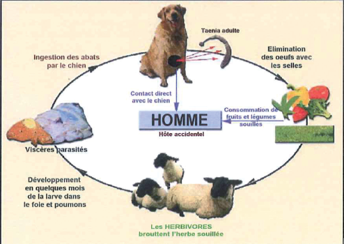 cycle évolutif