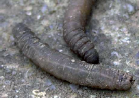 tipule