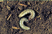 noctuelle