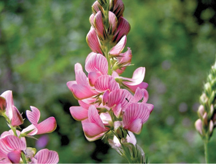 Sainfoin