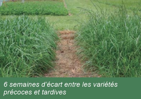 6 semaines d’écart entre les variétés  précoces et tardives