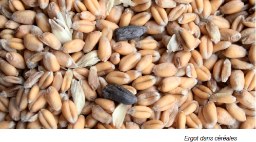 ergot dans céréales