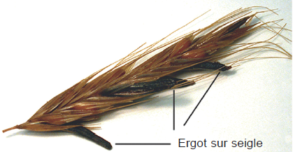 Ergot sur seigle