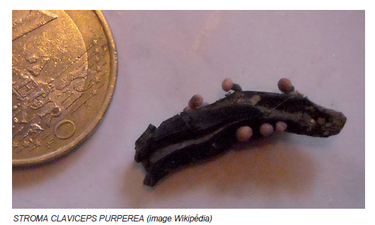 Stroma claviceps purperea
