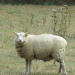 Montants Aides Ovines 2017