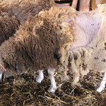 La gale du mouton