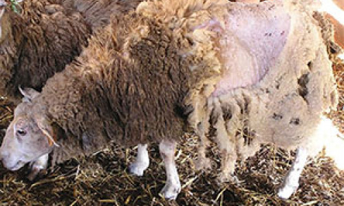 La gale du mouton