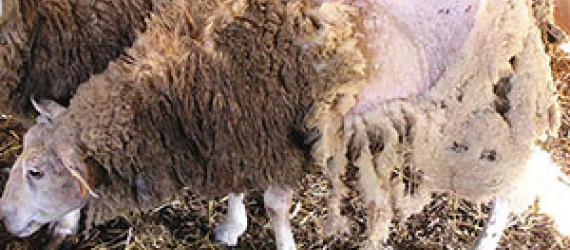 La gale du mouton
