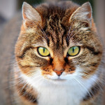 Toxoplasmose et éléveur : autre exemple de zoonose