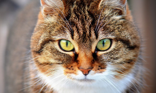 Toxoplasmose et éléveur : autre exemple de zoonose