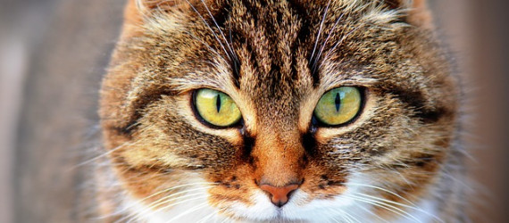 Toxoplasmose et éléveur : autre exemple de zoonose