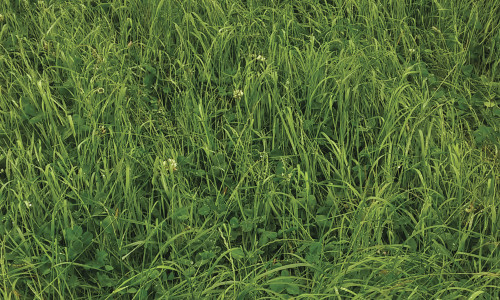 Mélanges de semences  pour prairies de longue durée en France (3 ans et plus)
