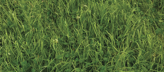 Mélanges de semences  pour prairies de longue durée en France (3 ans et plus)