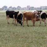 La diarrhée virale  bovine (BVD) ou maladie  des muqueuses