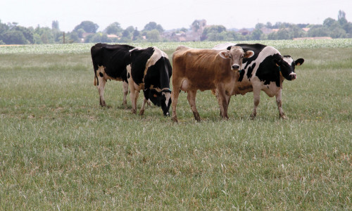 La diarrhée virale  bovine (BVD) ou maladie  des muqueuses