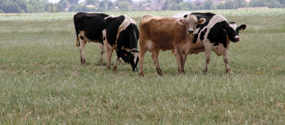 La diarrhée virale  bovine (BVD) ou maladie  des muqueuses