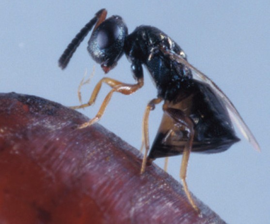 Mesures biologiques :  utiliser les prédateurs naturels des mouches