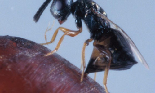 Mesures biologiques :  utiliser les prédateurs naturels des mouches