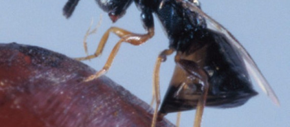Mesures biologiques :  utiliser les prédateurs naturels des mouches
