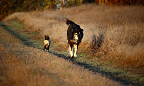 Vendre  un chiot ou un chat... Quelles sont les obligations ?