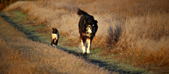 Vendre  un chiot ou un chat... Quelles sont les obligations ?