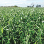 Mélanges de semences  pour prairies de courte  et moyenne durée en France (moins de 3 ans)