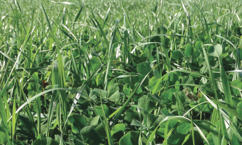 Mélanges de semences  pour prairies de courte  et moyenne durée en France (moins de 3 ans)