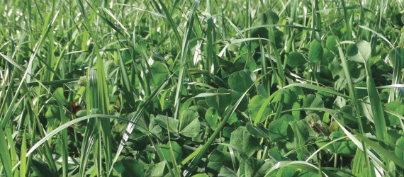 Mélanges de semences  pour prairies de courte  et moyenne durée en France (moins de 3 ans)