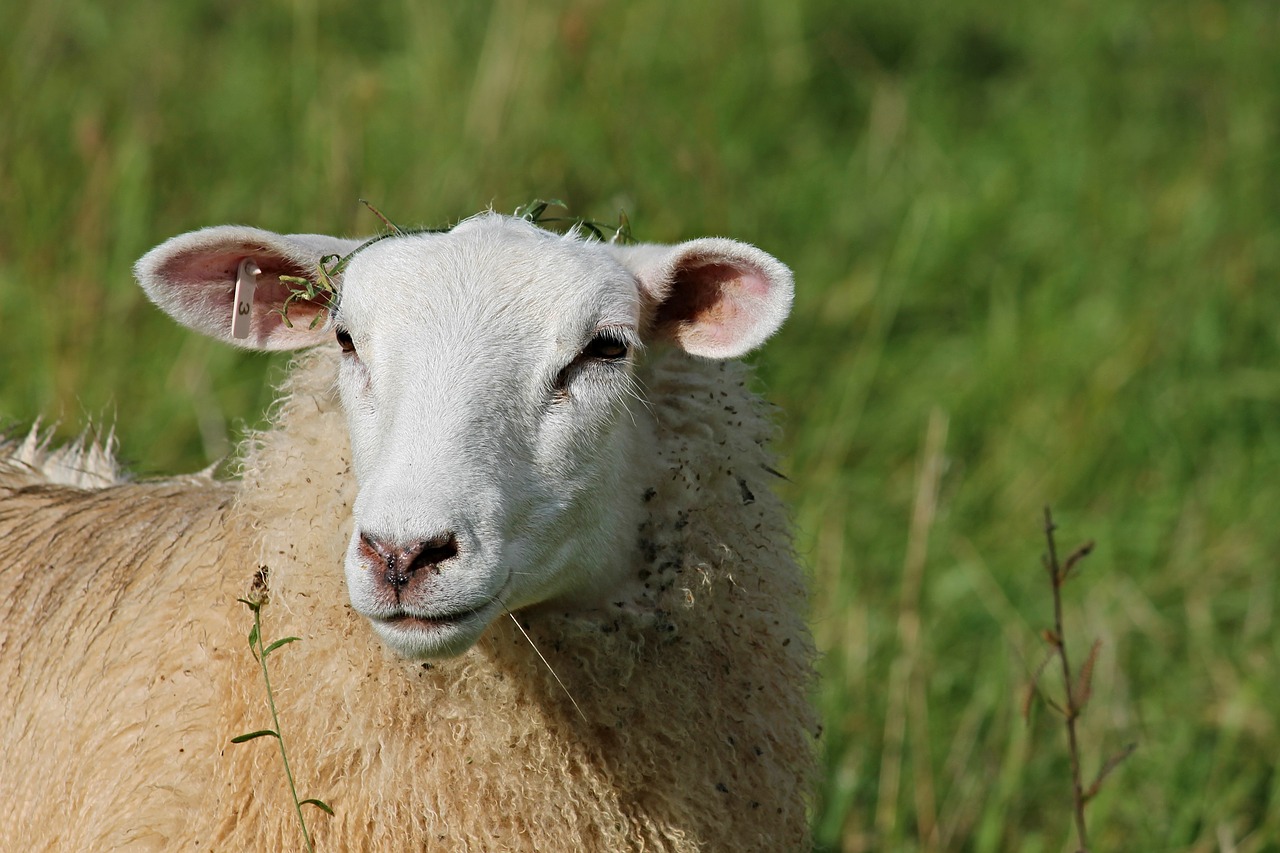 Mise à la reproduction des agnelles