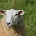 Mise à la reproduction des agnelles