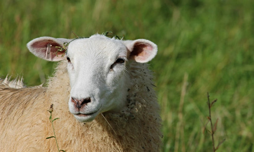 Mise à la reproduction des agnelles