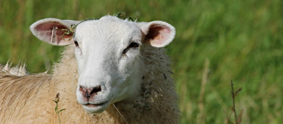 Mise à la reproduction des agnelles