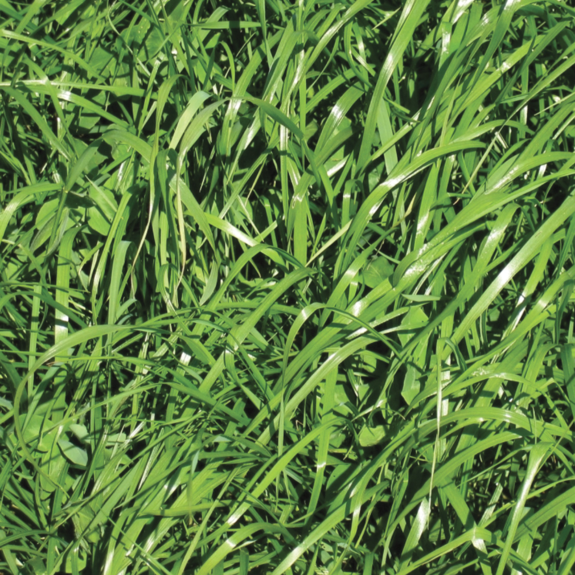 Le ray-grass  anglais