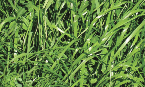 Le ray-grass  anglais