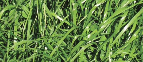 Le ray-grass  anglais
