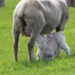 Coccidiose des ovins