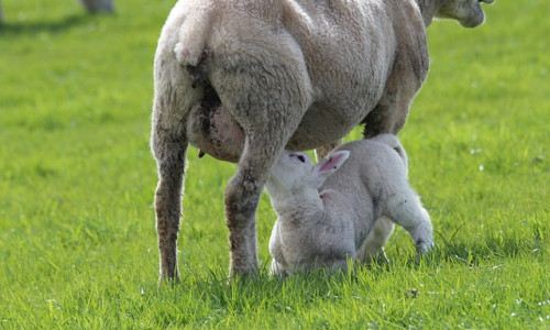 Coccidiose des ovins
