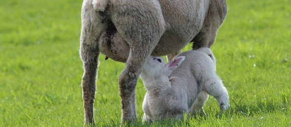 Coccidiose des ovins