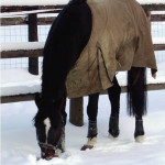 Hivernage des animaux
