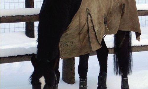 Hivernage des animaux