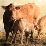 Les parasites externes des bovins en stabulation