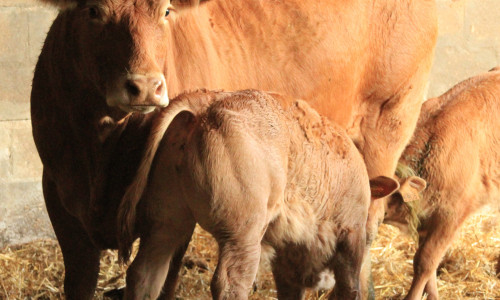 Les parasites externes des bovins en stabulation
