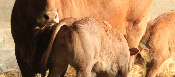Les parasites externes des bovins en stabulation