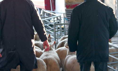 Acheter  des animaux,  pas des problèmes