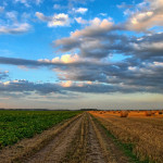 Céréales à paille, maîtriser les mauvaises herbes